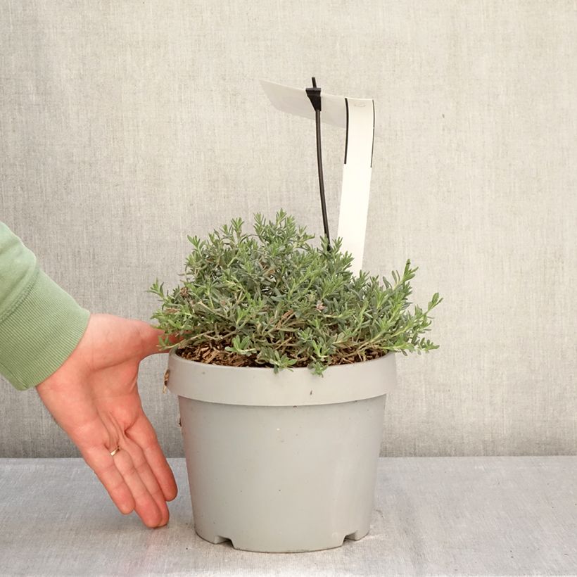 Esimerkki talvella toimitetusta Teurikka - Teucrium ackermannii 3 litran/4 litran ruukku-taimesta