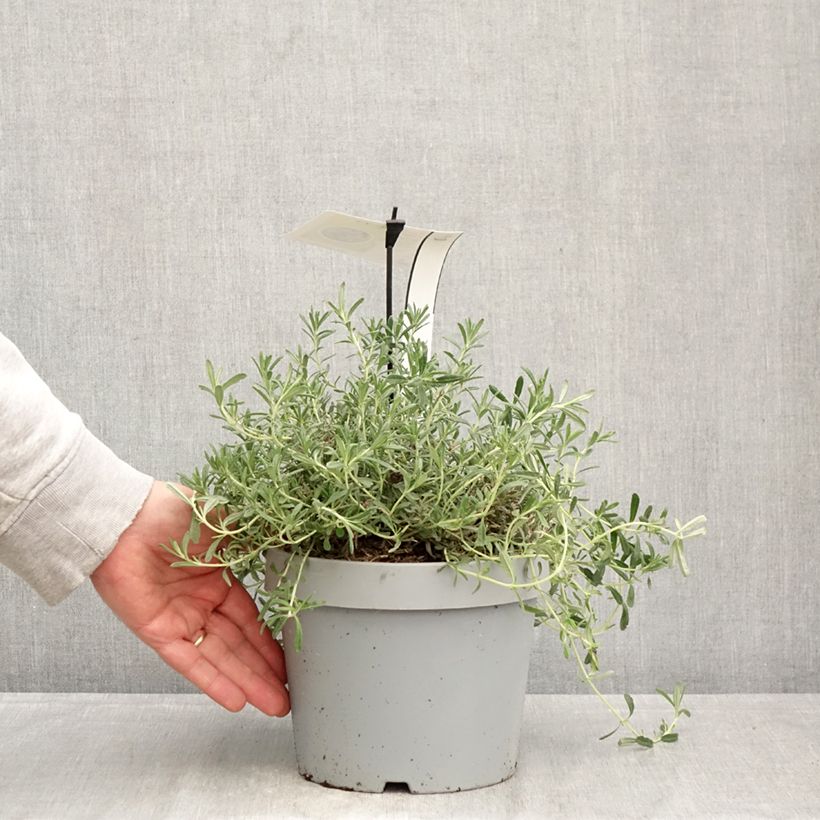 Esimerkki keväällä toimitetusta Teurikka - Teucrium ackermannii Pot de 3L/4L-taimesta