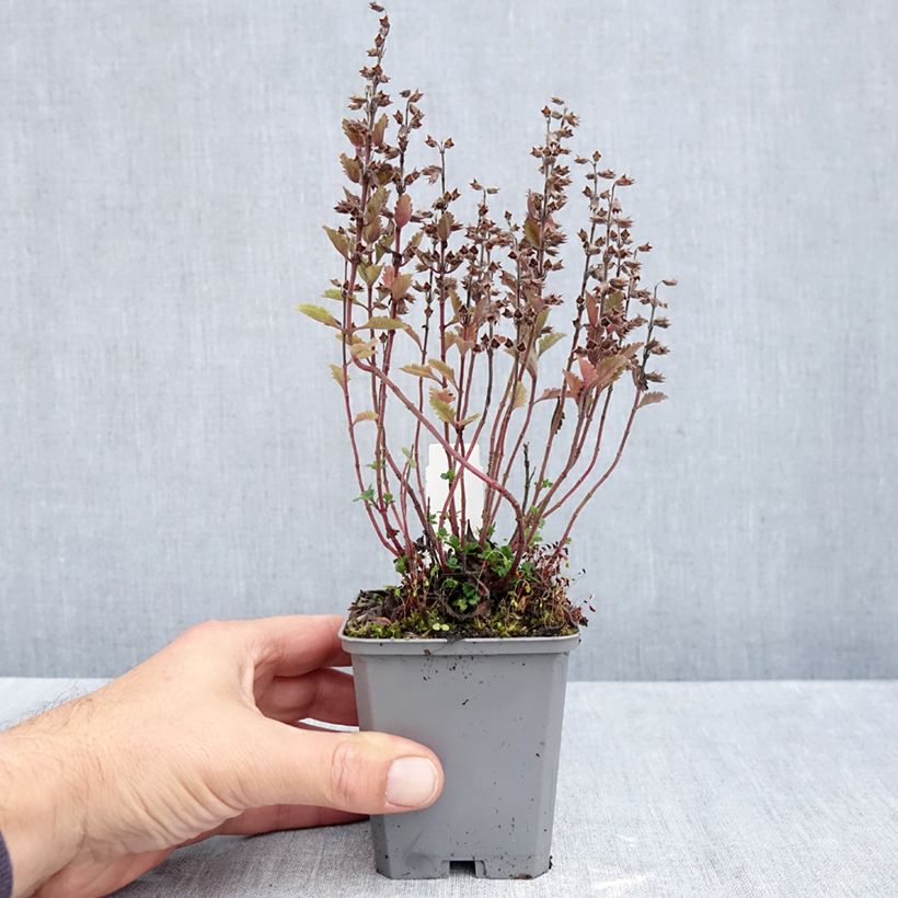 Esimerkki syksyllä toimitetusta Tammiteurikka Wild Form 8/9 cm taimiruukku-taimesta