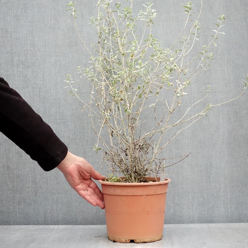 Esimerkki talvella toimitetusta Teurikka Azureum Pot de 4L/5L-taimesta