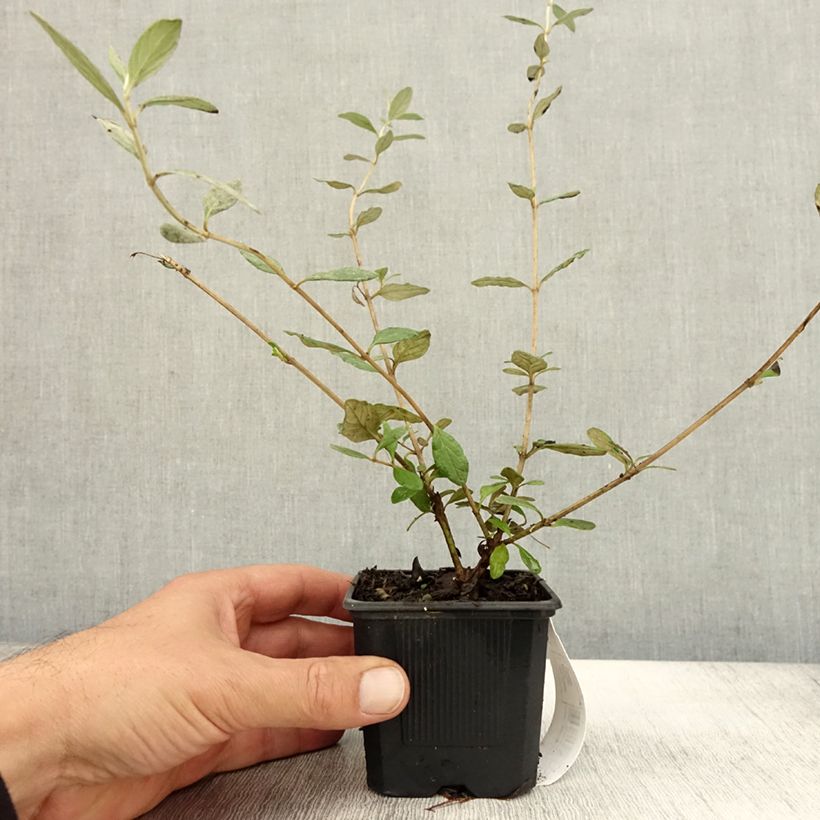 Esimerkki syksyllä toimitetusta Teurikka Sélection Erecta 8/9 cm taimiruukku-taimesta