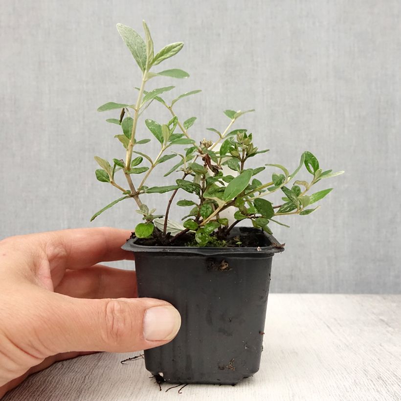 Esimerkki kesällä toimitetusta Teurikka Sélection Erecta 8/9 cm taimiruukku-taimesta