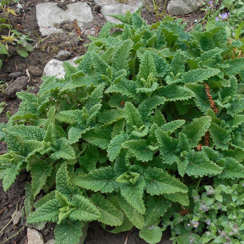 Teurikka - Teucrium hircanicum (Lehvistö)