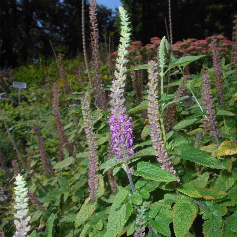 Teurikka - Teucrium hircanicum (Kukinta)