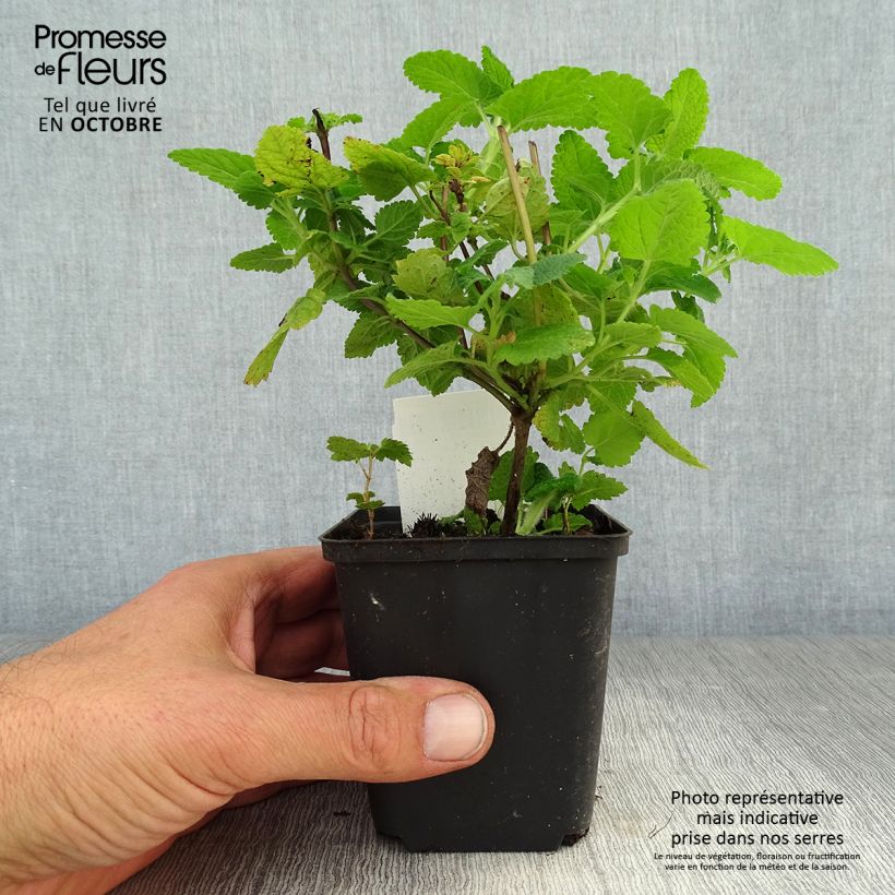 Esimerkki syksyllä toimitetusta Teurikka - Teucrium hircanicum 8/9 cm taimiruukku-taimesta