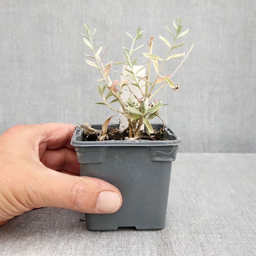 Esimerkki syksyllä toimitetusta Teurikka Indyho 8/9 cm taimiruukku-taimesta