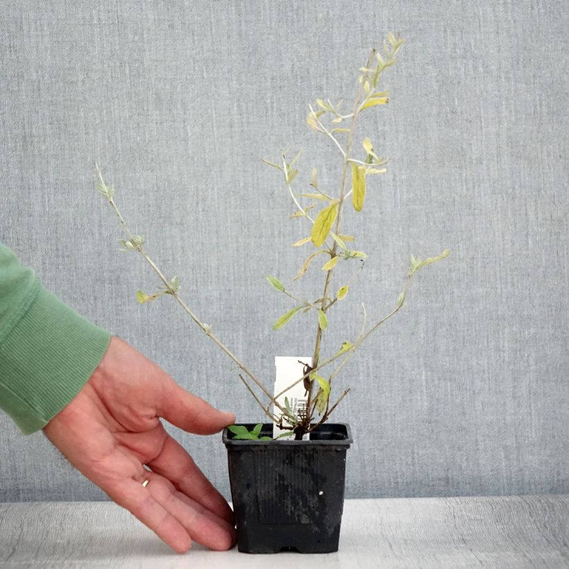 Esimerkki kesällä toimitetusta Teucrium Indyho - Germandrée arbustive Godet de 8/9 cm-taimesta