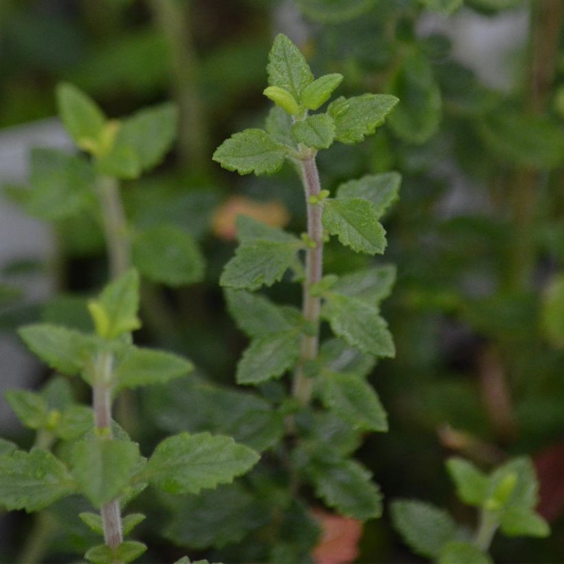 Tammiteurikka - Teucrium x lucidrys (Lehvistö)