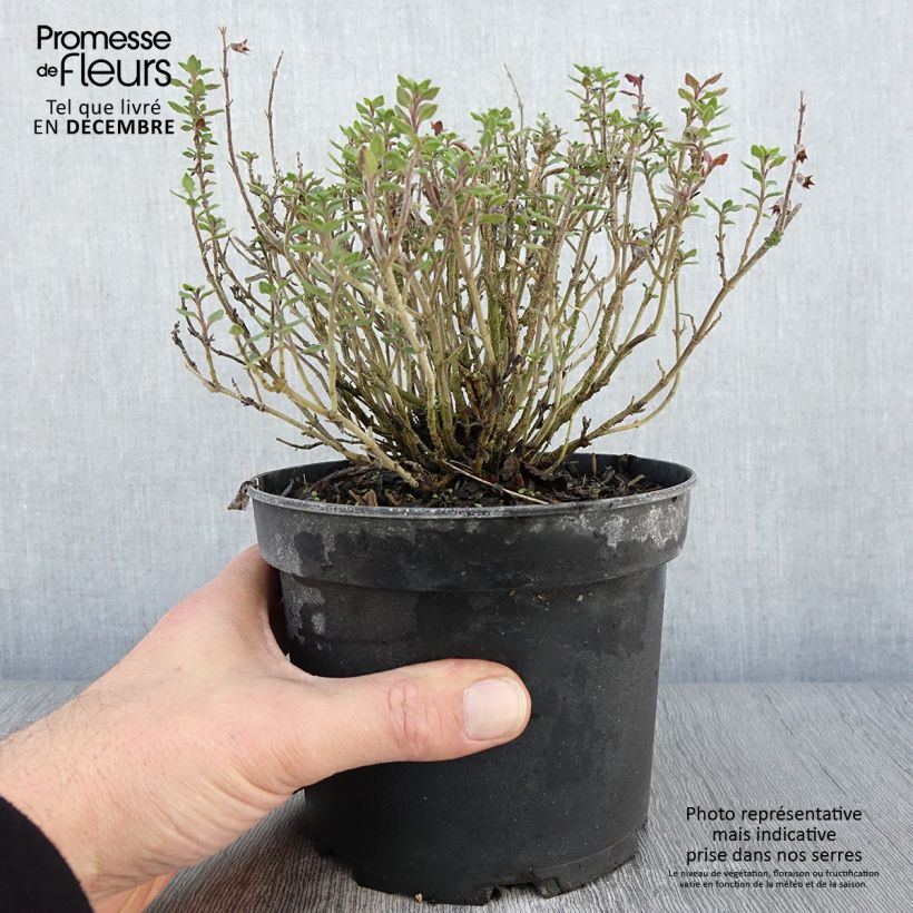 Esimerkki syksyllä toimitetusta Tammiteurikka - Teucrium x lucidrys 2 litran/3 litran ruukku-taimesta