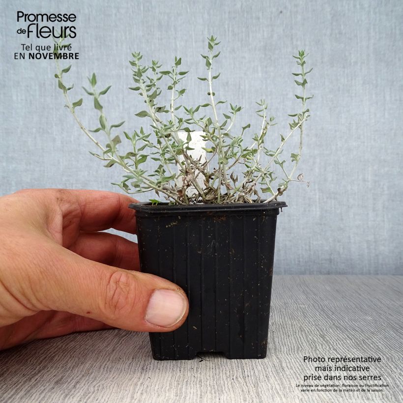 Esimerkki syksyllä toimitetusta Meriteurikka - Teucrium marum 8/9 cm taimiruukku-taimesta