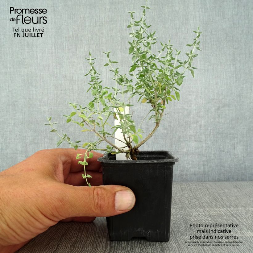 Esimerkki kesällä toimitetusta Meriteurikka - Teucrium marum Taimiruukku 8/9 cm-taimesta