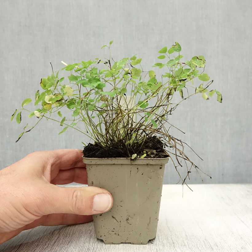 Esimerkki syksyllä toimitetusta Jaloängelmä Ankum 8/9 cm taimiruukku-taimesta