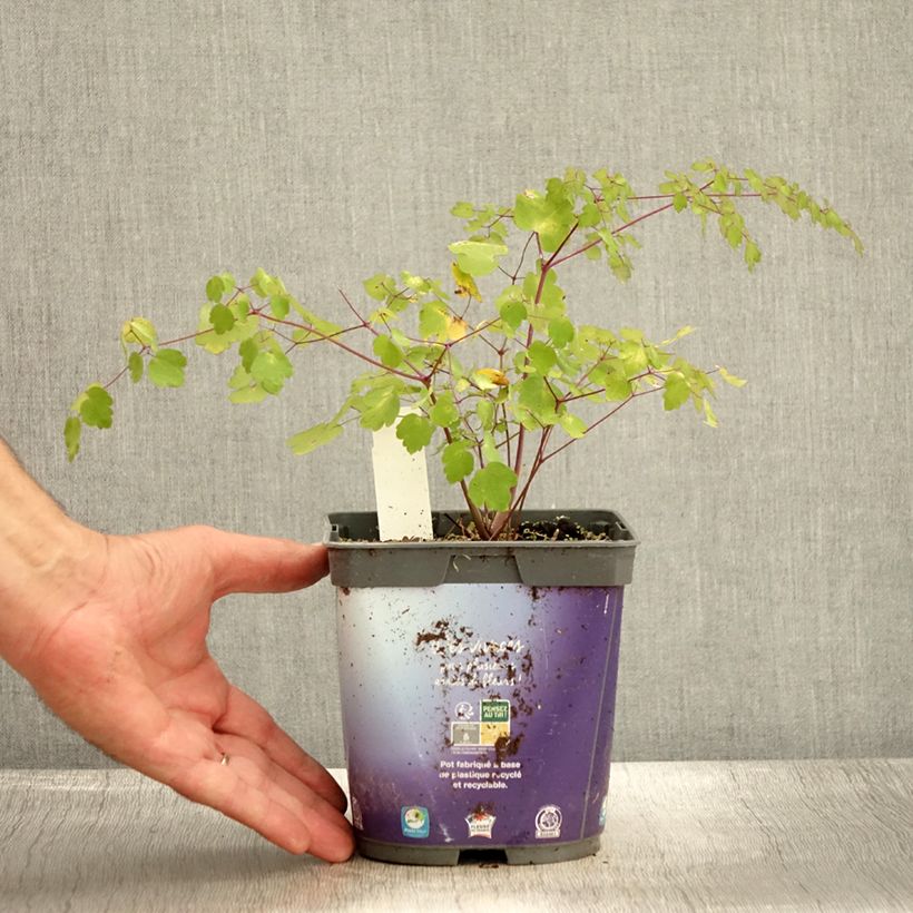 Esimerkki syksyllä toimitetusta Jaloängelmä - Thalictrum delavayi 2 litran/3 litran ruukku-taimesta