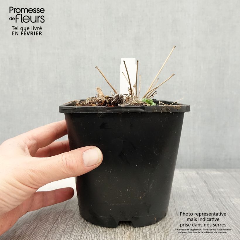 Esimerkki talvella toimitetusta Jaloängelmä - Thalictrum delavayi Pot de 2L/3L-taimesta