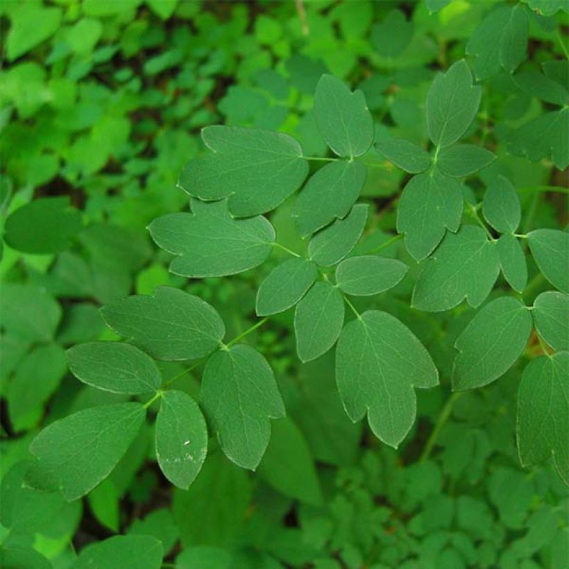 Jaloängelmä Splendide (Foliage)