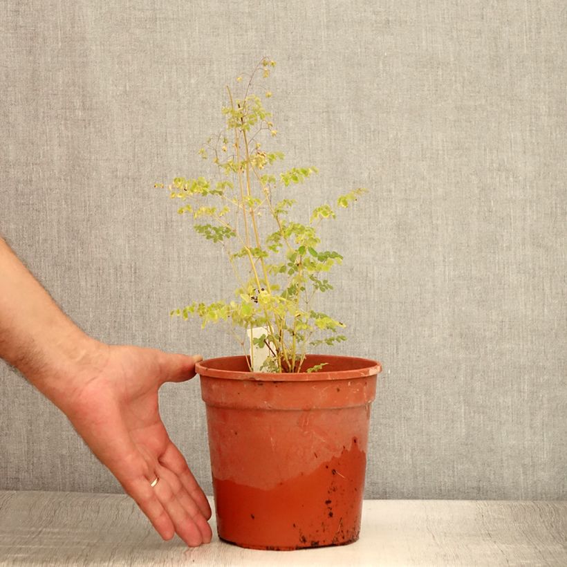 Example of Jaloängelmä Splendide Pot de 2L/3L as you get in ete