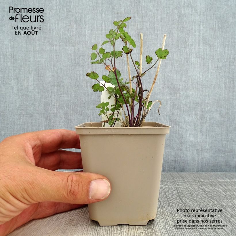 Esimerkki kesällä toimitetusta Keltaängelmä - Thalictrum flavum subsp.glaucum Godet de 8/9 cm-taimesta