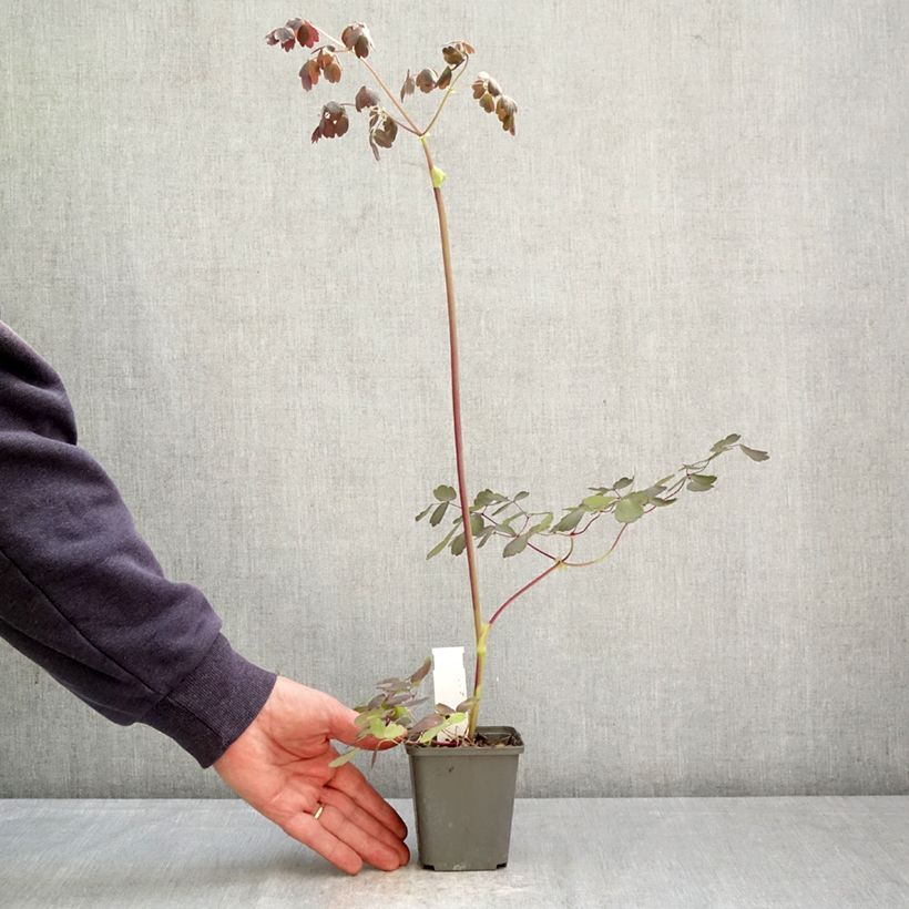 Esimerkki keväällä toimitetusta Ängelmä Ghent Ebony Godet de 8/9 cm-taimesta