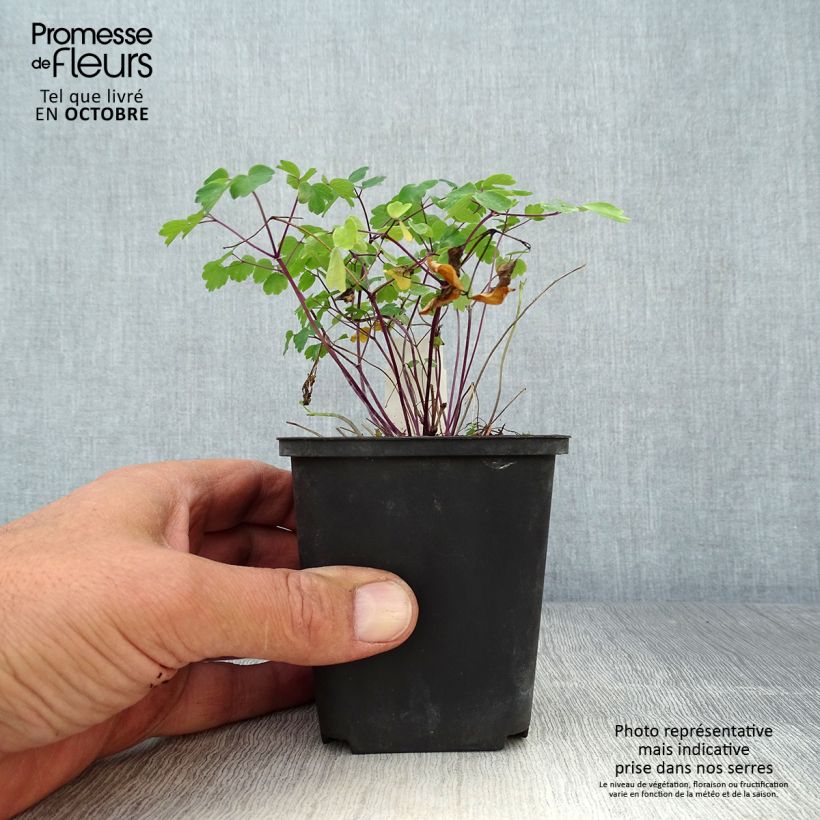 Esimerkki syksyllä toimitetusta Lehtoängelmä Purplelicious 8/9 cm taimiruukku-taimesta