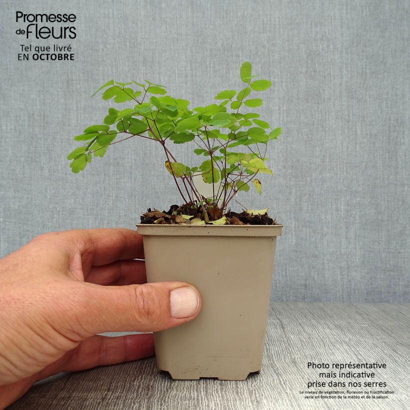 Esimerkki syksyllä toimitetusta Keijuängelmä - Thalictrum rochebrunianum 8/9 cm taimiruukku-taimesta