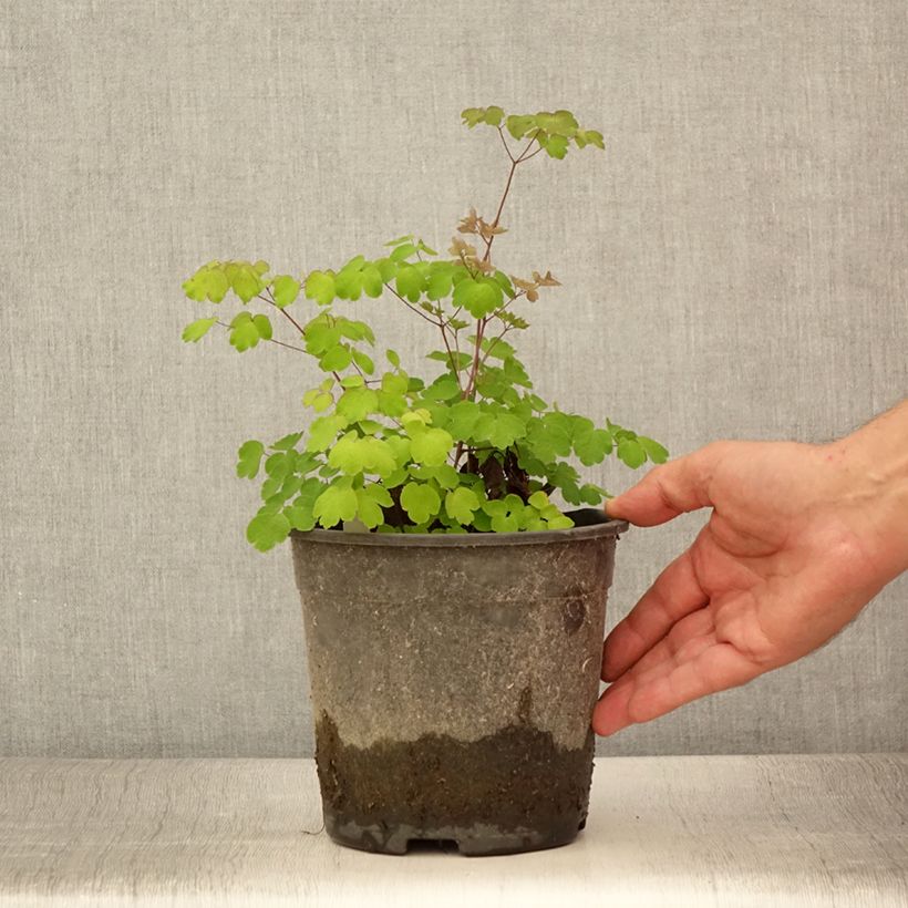 Esimerkki kesällä toimitetusta Keijuängelmä - Thalictrum rochebrunianum Ruukku 2L / 3L-taimesta
