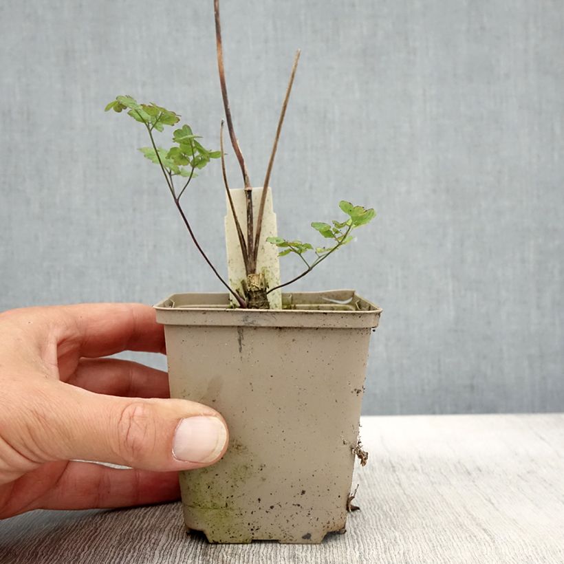 Esimerkki syksyllä toimitetusta Ängelmä - Thalictrum sphaerostachyum 8/9 cm taimiruukku-taimesta