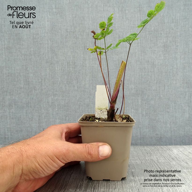 Esimerkki kesällä toimitetusta Ängelmä - Thalictrum sphaerostachyum Godet de 8/9 cm-taimesta