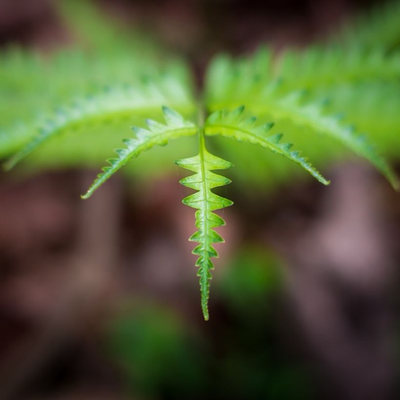 Thelypteris kunthii (Lehvistö)
