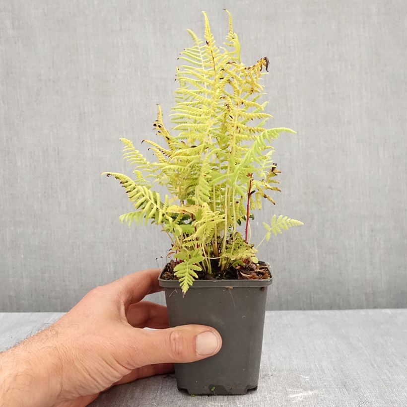 Esimerkki syksyllä toimitetusta Thelypteris kunthii 8/9 cm taimiruukku-taimesta