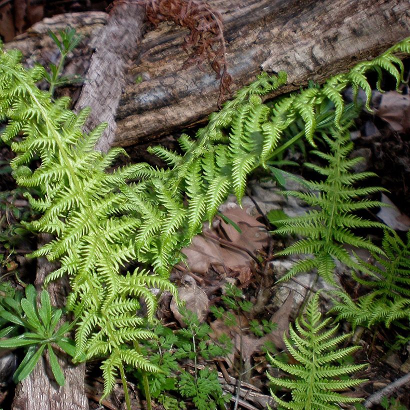 Thelypteris kunthii (Kasvutapa)