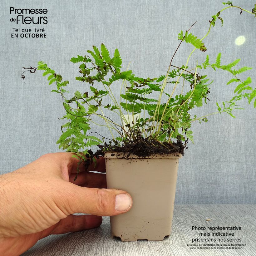 Esimerkki syksyllä toimitetusta Nevaimarre - Thelypteris palustris 8/9 cm taimiruukku-taimesta