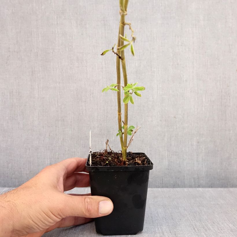 Esimerkki syksyllä toimitetusta Revonpavu - Thermopsis chinensis 8/9 cm taimiruukku-taimesta