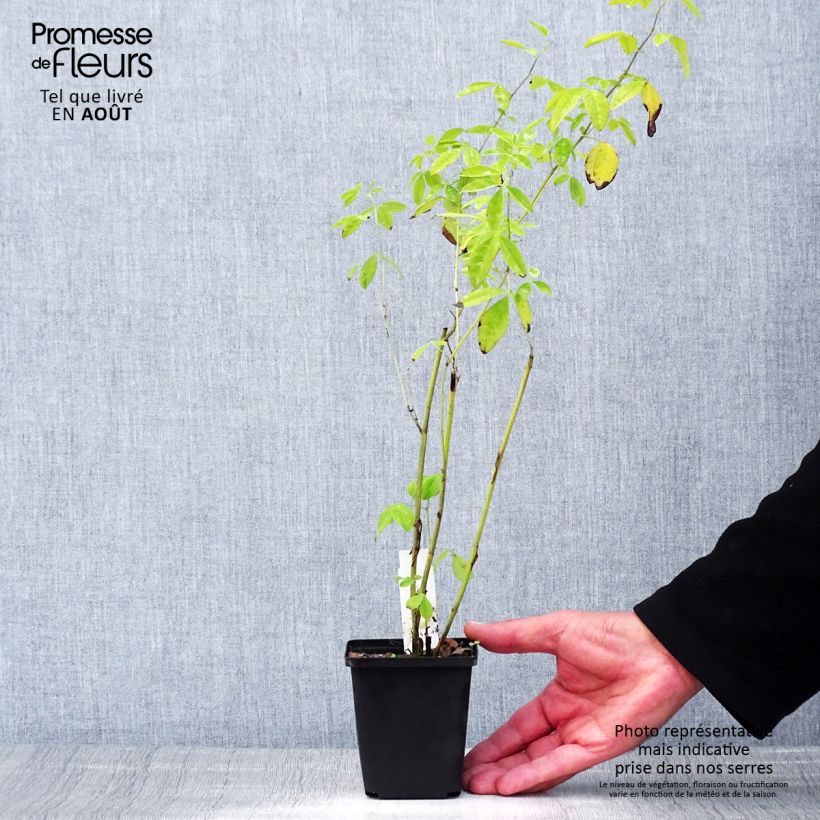 Esimerkki kesällä toimitetusta Revonpavu - Thermopsis chinensis Godet de 8/9 cm-taimesta
