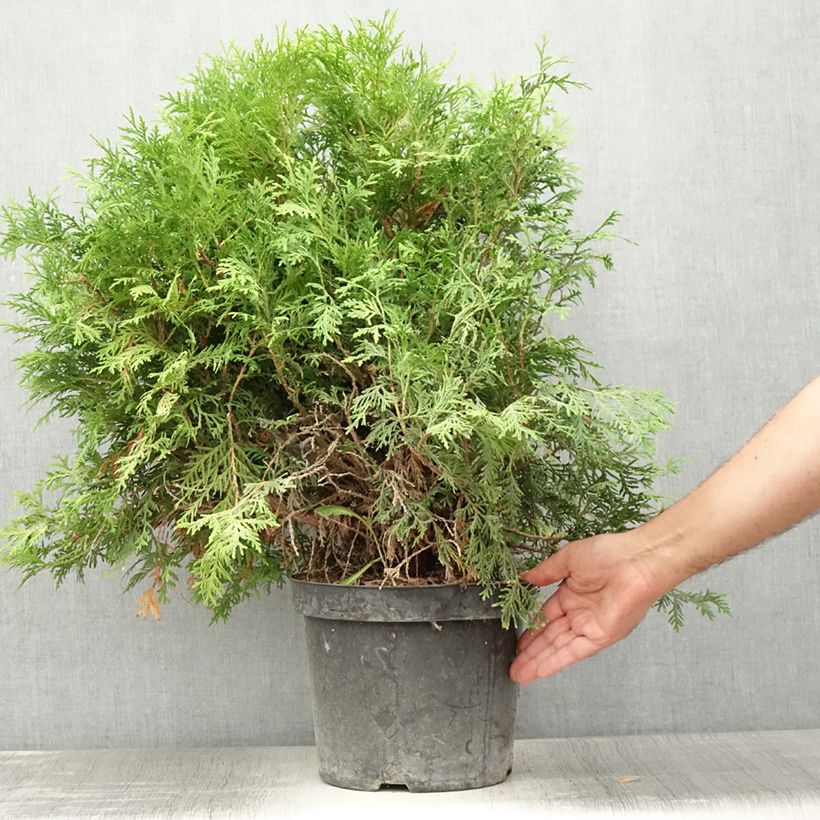 Esimerkki kesällä toimitetusta Kanadantuija Danica Aurea Pot de 7,5L/10L-taimesta