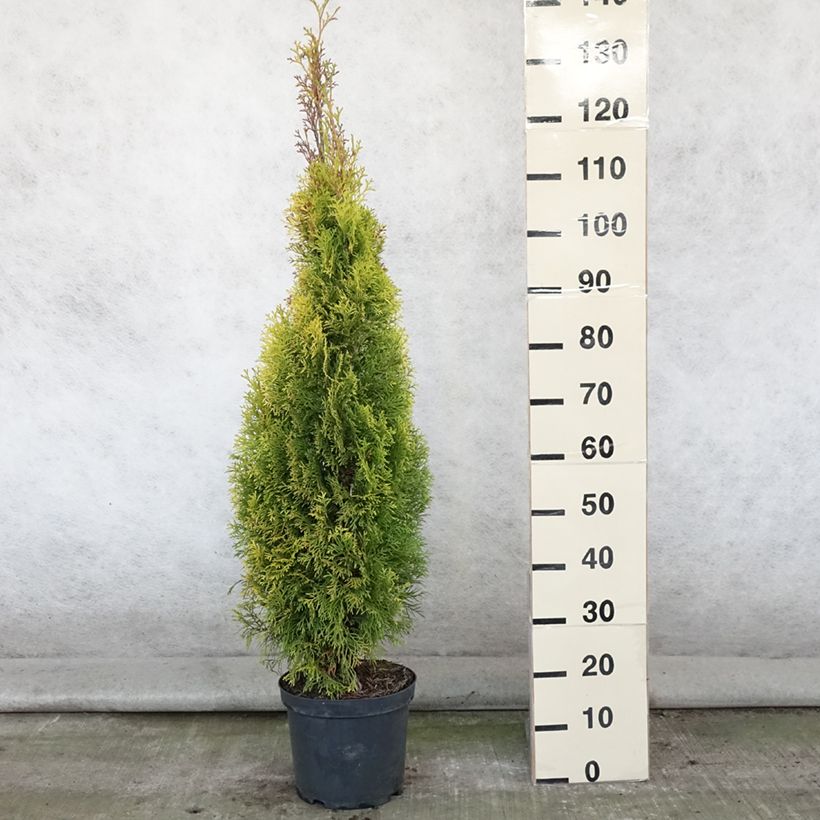 Esimerkki kesällä toimitetusta Kanadantuija Golden Smaragd Pot de 7,5L/10L-taimesta