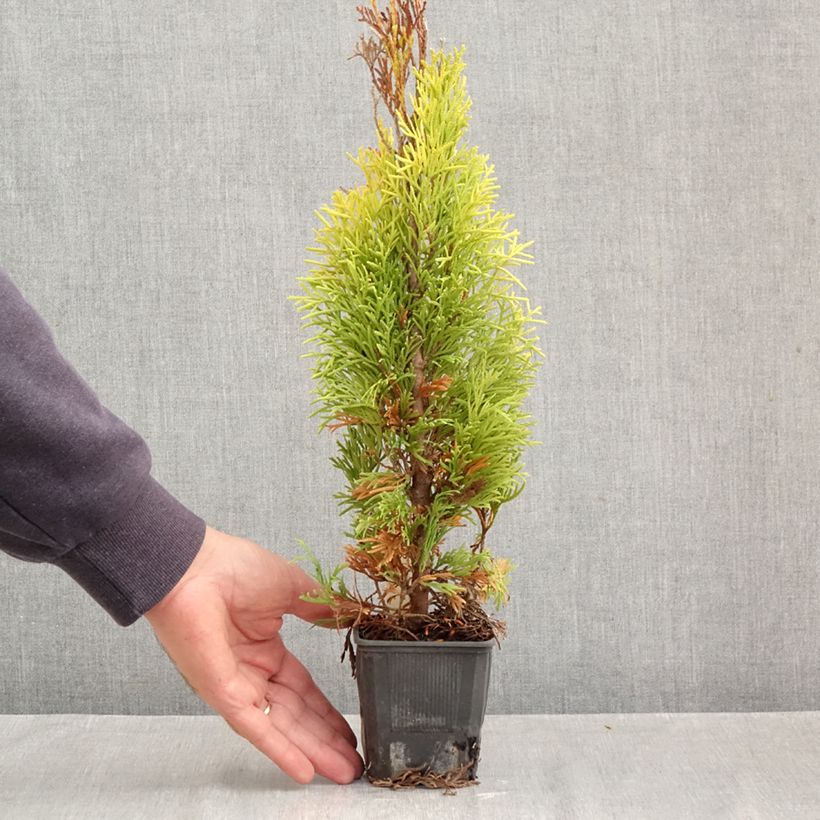 Esimerkki syksyllä toimitetusta Kanadantuija Golden Smaragd 8/9 cm taimiruukku-taimesta