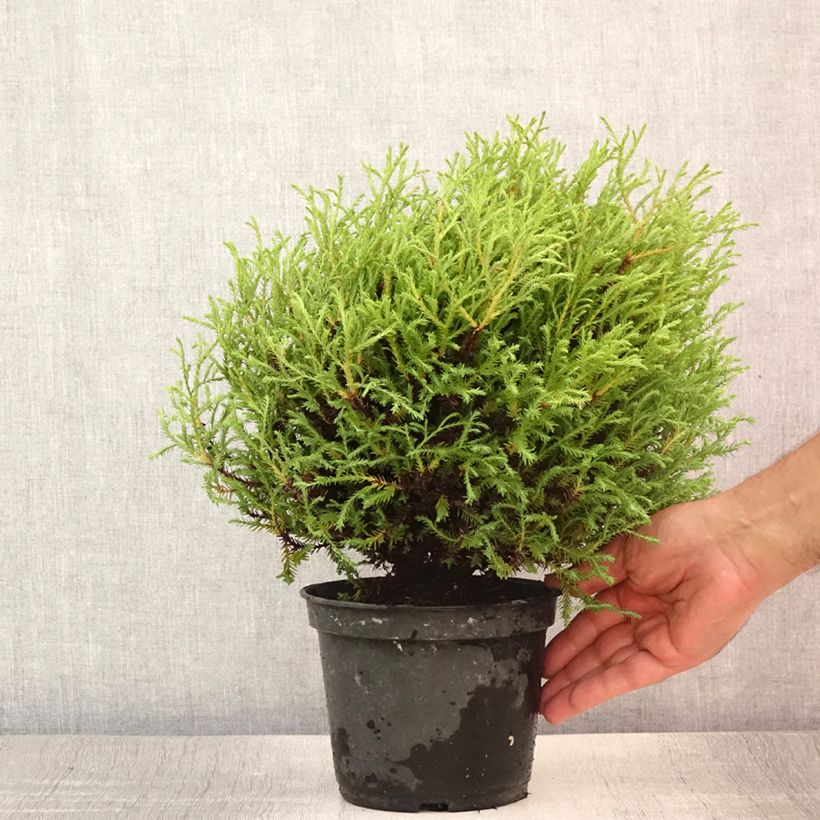 Esimerkki kesällä toimitetusta Kanadantuija Mr Bowling Ball Pot de 2L/3L-taimesta