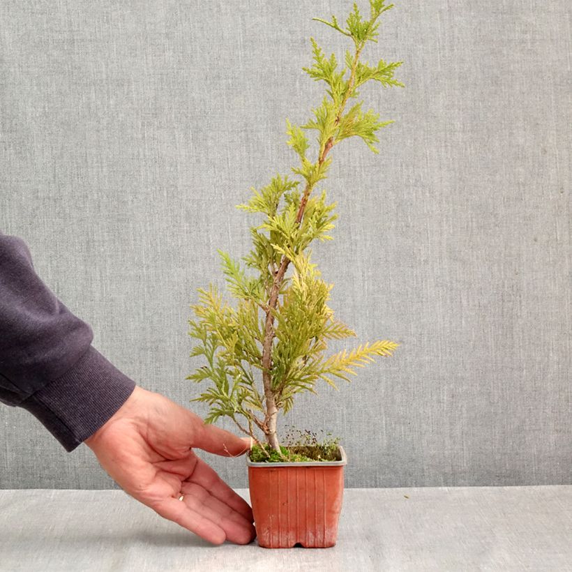 Esimerkki syksyllä toimitetusta Jättiläistuija Can-can 8/9 cm taimiruukku-taimesta