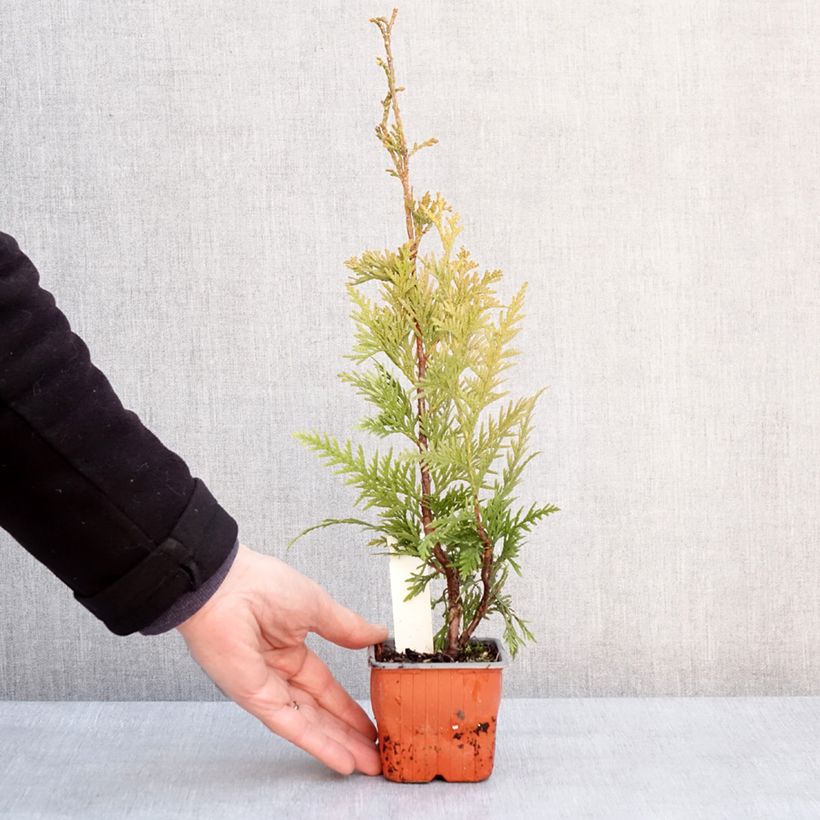 Esimerkki talvella toimitetusta Thuja plicata Can-Can - Thuya compact Godet de 8/9 cm-taimesta