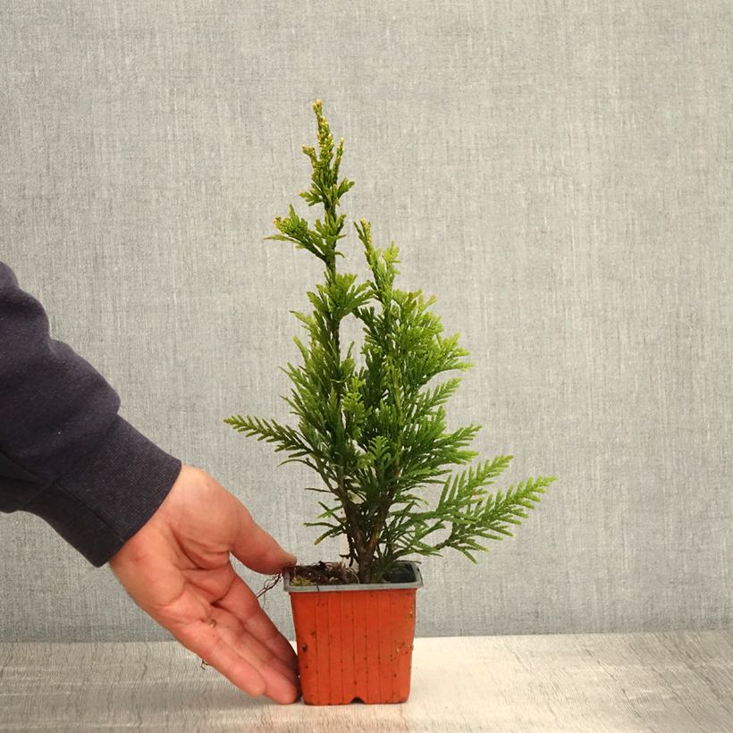 Esimerkki keväällä toimitetusta Jättiläistuija Can-can Taimiruukku 8/9 cm-taimesta