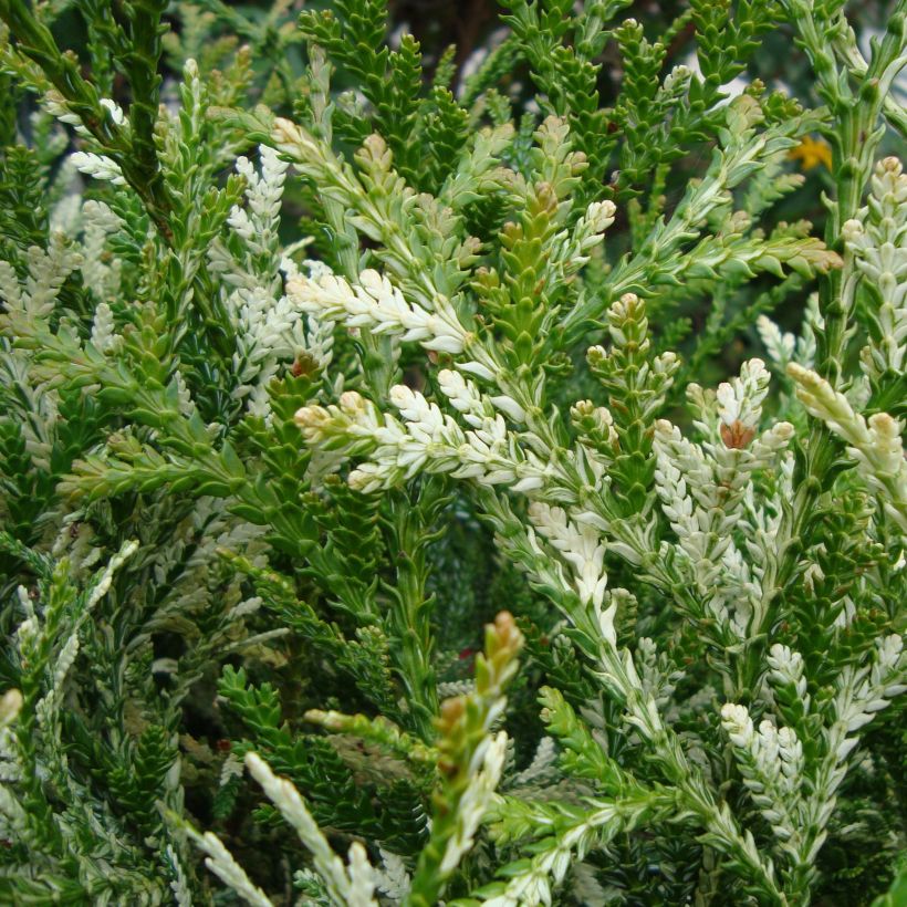 Hibatuija Variegata (Lehvistö)