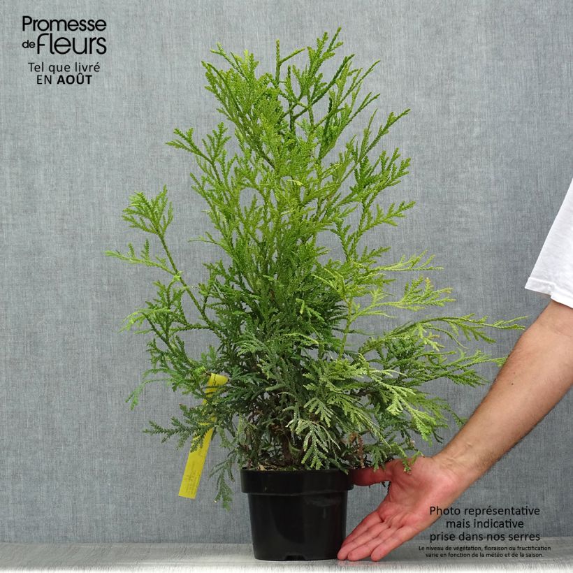 Esimerkki kesällä toimitetusta Hibatuija Variegata Pot de 2L/3L-taimesta
