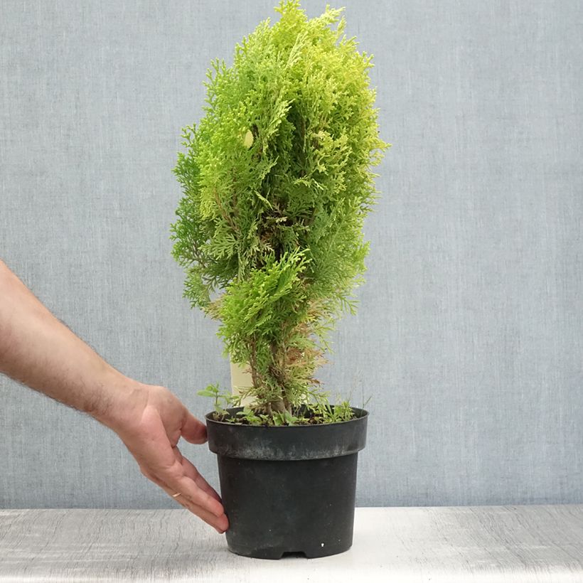Esimerkki kesällä toimitetusta Idäntuija Aurea Nana Pot de 2L/3L-taimesta