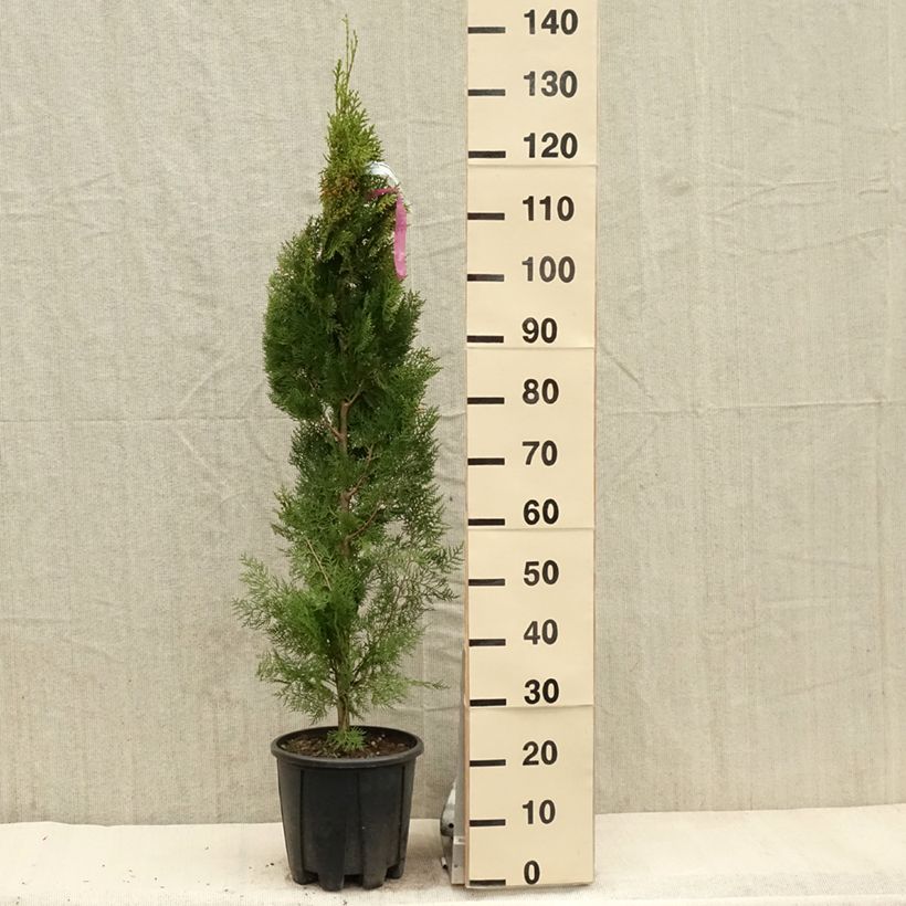 Esimerkki keväällä toimitetusta Thuya d'Orient - Thuja orientalis Pyramidalis Aurea Pot de 7,5L/10L-taimesta