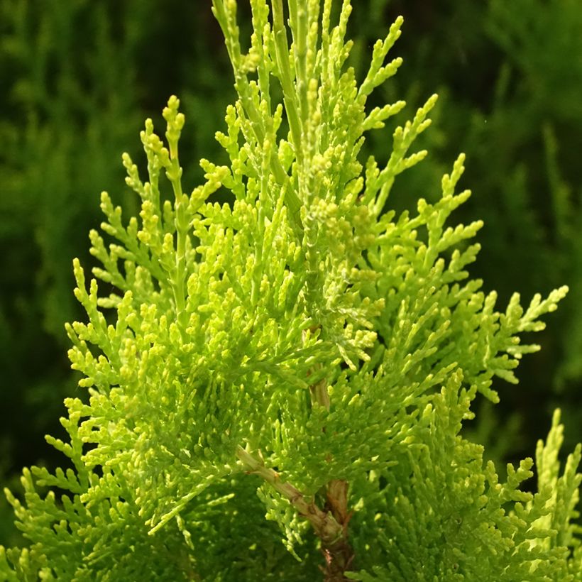 Idäntuija Pyramidalis Aurea (Lehvistö)