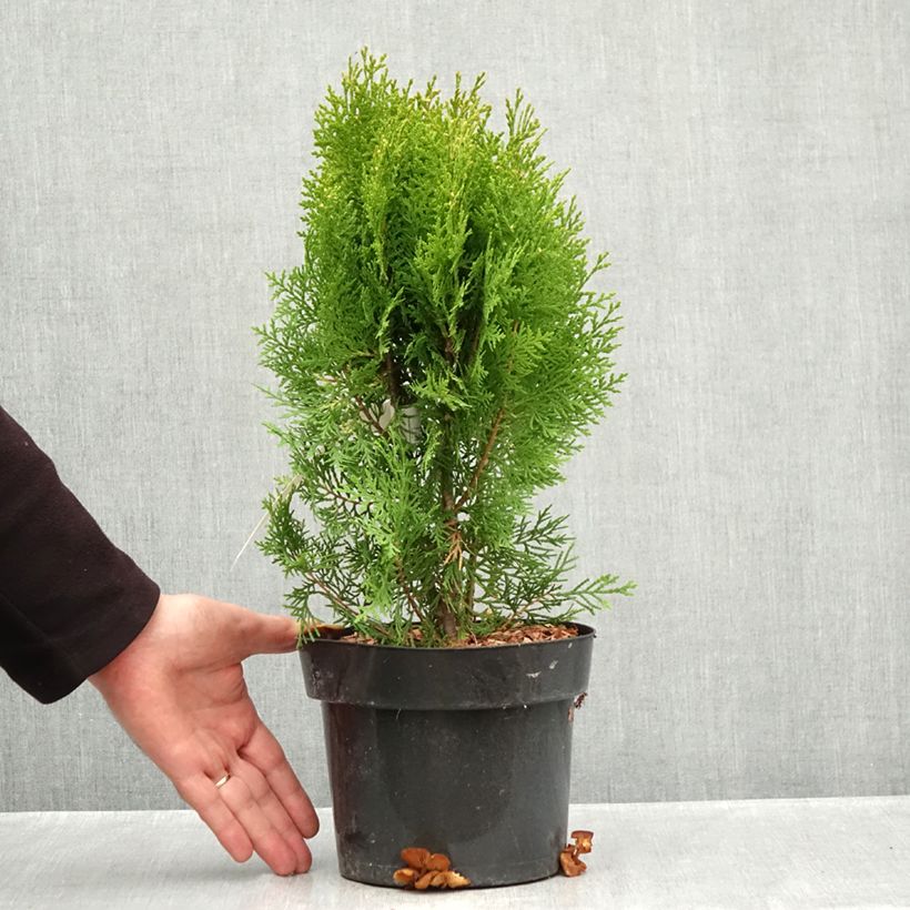 Esimerkki syksyllä toimitetusta Idäntuija Pyramidalis Aurea 2 litran/3 litran ruukku-taimesta