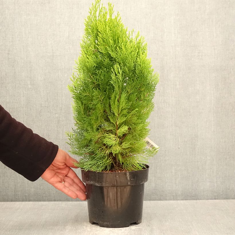 Esimerkki keväällä toimitetusta Idäntuija Pyramidalis Aurea Ruukku 2L / 3L-taimesta