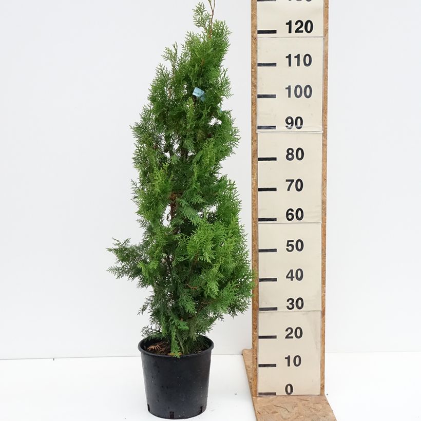 Esimerkki syksyllä toimitetusta Idäntuija Pyramidalis Aurea 7,5 litran / 10 litran ruukku-taimesta