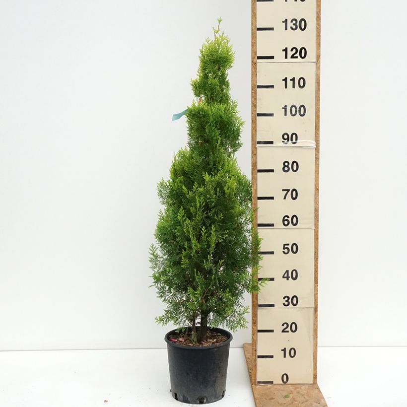 Esimerkki kesällä toimitetusta Idäntuija Pyramidalis Aurea Ruukku 7,5L / 10L-taimesta