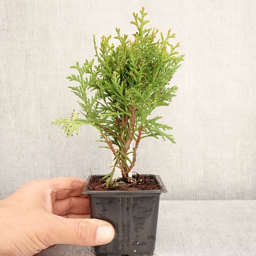 Esimerkki keväällä toimitetusta Kanadantuija Danica Taimiruukku 8/9 cm-taimesta